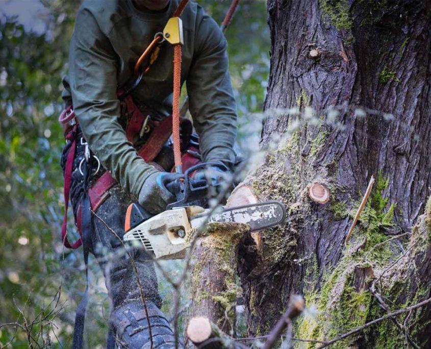 Baumfällung mit einer Kettensäge