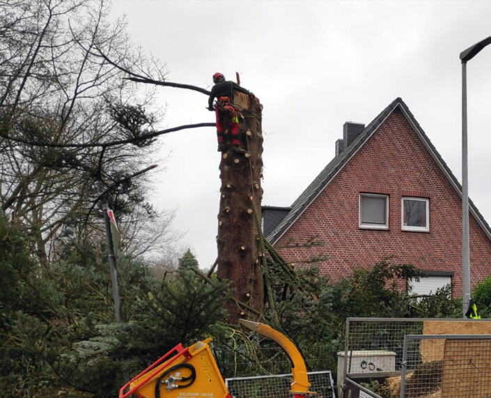 Baumfällung in Hamburg mit Seilklettertechnik Ein Baumgutachter in Hamburg wendet die Seilklettertechnik bei der Baumprüfung an